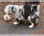 Puppy Bob Miniature Australian Shepherd
