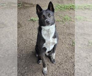 Mutt Dogs for adoption in Riverside, CA, USA