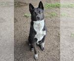 ATHENA - Female Mutt Dog for Adoption - Small photo