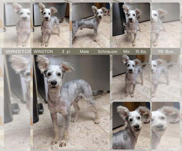 Medium Photo #1 Mutt Puppy For Sale in Mesa, AZ, USA