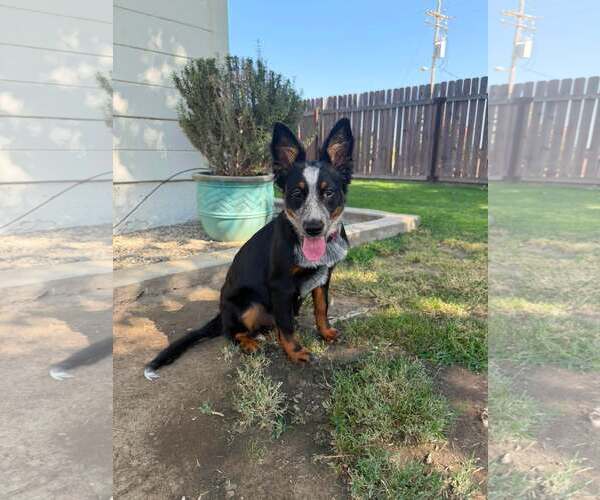 Medium Photo #3 Mutt Puppy For Sale in Paso Robles, CA, USA