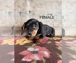 Small #8 Dachshund