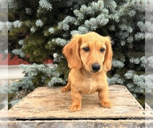 Dachshund Puppy for sale in MIDDLEBURY, IN, USA
