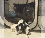 Image preview for Ad Listing. Nickname: Pinta