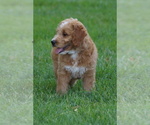 Small #4 Goldendoodle (Miniature)