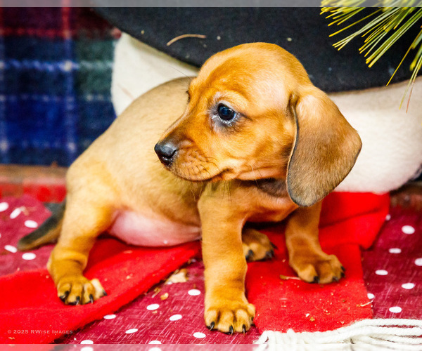 Medium Photo #6 Dachshund Puppy For Sale in WAKARUSA, IN, USA