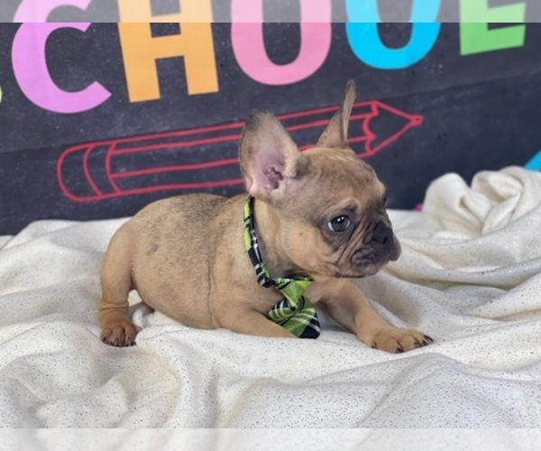 Medium Photo #2 French Bulldog Puppy For Sale in POWHATAN, VA, USA