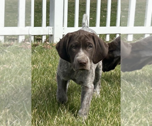 Medium Photo #6 German Shorthaired Pointer Puppy For Sale in STRAWBERRY POINT, IA, USA