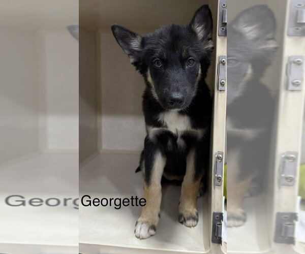Medium Photo #1 Gerberian Shepsky Puppy For Sale in El Centro, CA, USA