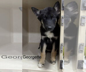 Gerberian Shepsky Dogs for adoption in El Centro, CA, USA