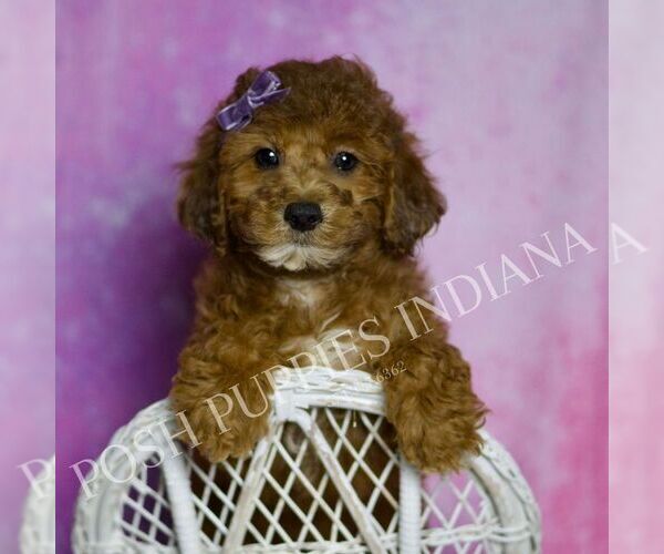 Medium Photo #5 Poodle (Toy) Puppy For Sale in WARSAW, IN, USA