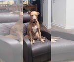 Small #2 Catahoula Leopard Dog