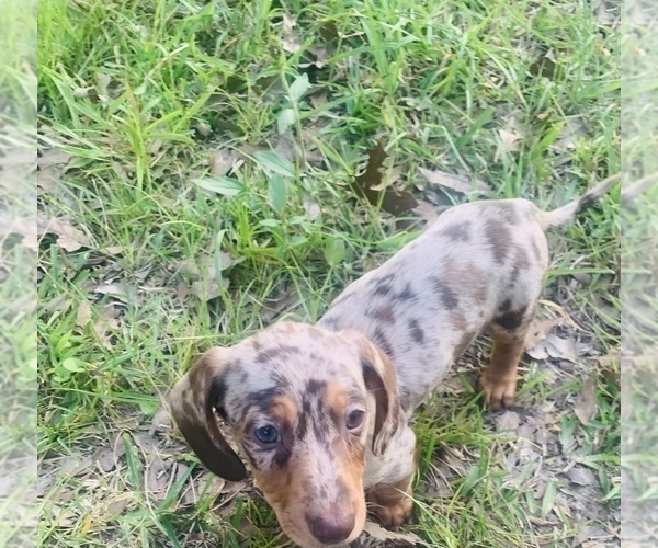 Medium Photo #2 Dachshund Puppy For Sale in DENHAM SPRINGS, LA, USA
