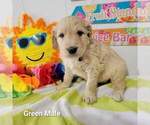 Small Photo #5 Goldendoodle Puppy For Sale in ALTUS, OK, USA