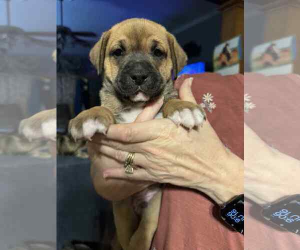 Medium Photo #6 Boxer-Unknown Mix Puppy For Sale in Burnsville, MN, USA