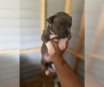 Puppy Puppy 2 Alapaha Blue Blood Bulldog-American Bully Mix