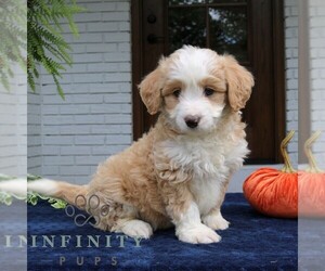 Bernedoodle (Miniature) Puppy for sale in NARVON, PA, USA