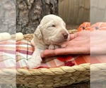 Small #8 Goldendoodle