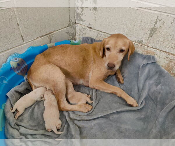 Medium Photo #3 Mutt Puppy For Sale in Royal Palm Beach, FL, USA