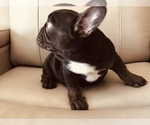 Small Photo #6 French Bulldog Puppy For Sale in FREMONT, CA, USA