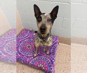 Mutt Dogs for adoption in Brighton, CO, USA