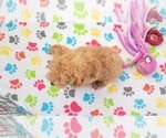 Small #8 Poodle (Toy)
