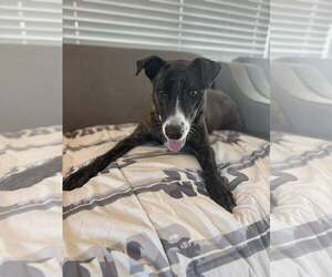 Mutt Dogs for adoption in Woodbury, NY, USA