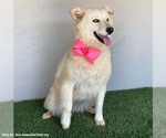 Small #2 Great Pyrenees-Samoyed Mix