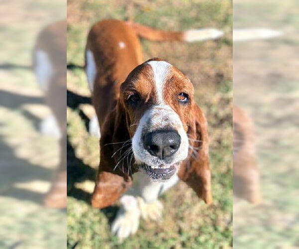 Medium Photo #3 Basset Hound Puppy For Sale in Deepwater, NJ, USA