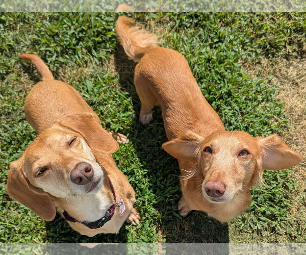 Medium Photo #4 Dachshund Puppy For Sale in Shelbyville, TN, USA
