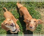 Small #3 Dachshund