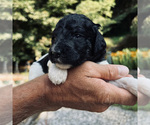 Small Photo #4 Poodle (Standard) Puppy For Sale in CHAMPION, NC, USA