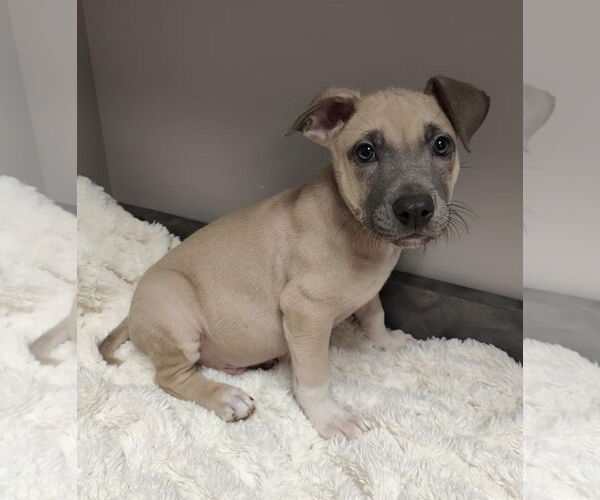 Medium Photo #4 American Pit Bull Terrier-Labrador Retriever Mix Puppy For Sale in St. Louis Park, MN, USA