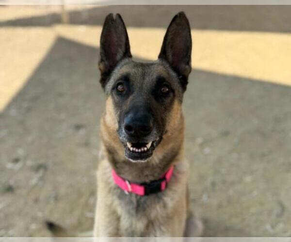 Medium Photo #5 German Shepherd Dog Puppy For Sale in Martinez, CA, USA