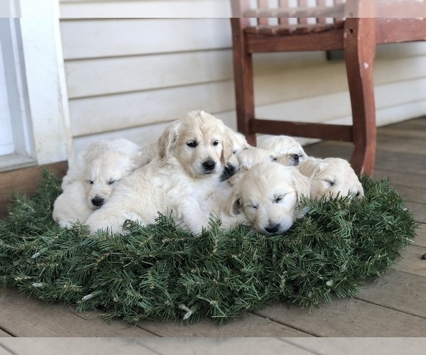 Medium Photo #9 Goldendoodle Puppy For Sale in SOUTHBURY, CT, USA