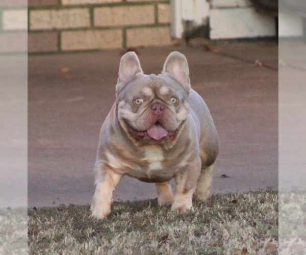 Medium Photo #1 French Bulldog Puppy For Sale in WINNSBORO, TX, USA