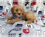 Small #1 Cavapoo (Miniature)