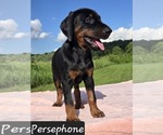 Small Photo #8 Doberman Pinscher Puppy For Sale in POMEROY, OH, USA