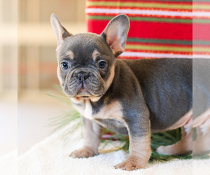 French Bulldog Puppy for sale in LITITZ, PA, USA
