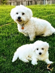 Father of the Coton de Tulear puppies born on 05/20/2018