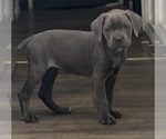 Small #3 Cane Corso