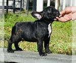 Small Photo #11 French Bulldog Puppy For Sale in Hollywood, FL, USA