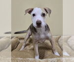 Small Mutt