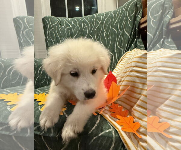 Medium Photo #5 Great Pyrenees Puppy For Sale in Spring, TX, USA