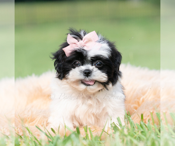 Medium Photo #4 Shih Tzu Puppy For Sale in WARSAW, IN, USA