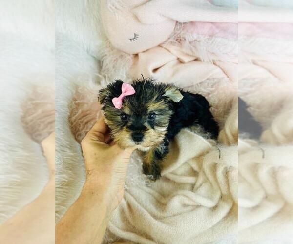 Medium Photo #1 Morkie Puppy For Sale in PEMBROKE PINES, FL, USA