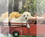 Small #2 Maltese