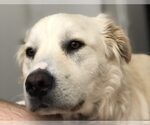 Small Photo #1 Border Collie-Golden Retriever Mix Puppy For Sale in TEMPE, AZ, USA