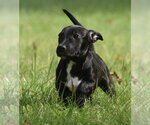 Small #7 Chiweenie