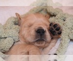 Small Photo #20 Golden Retriever Puppy For Sale in RICHMOND, TX, USA